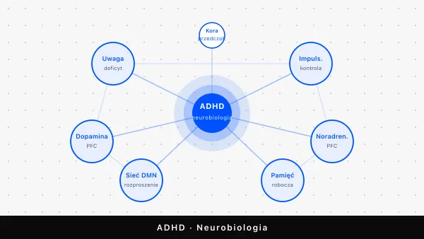 ADHD — co to jest? Definicja, neurobiologia i mity