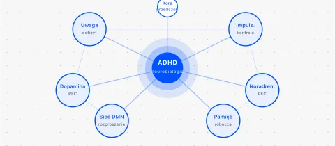 ADHD — co to jest? Definicja, neurobiologia i mity