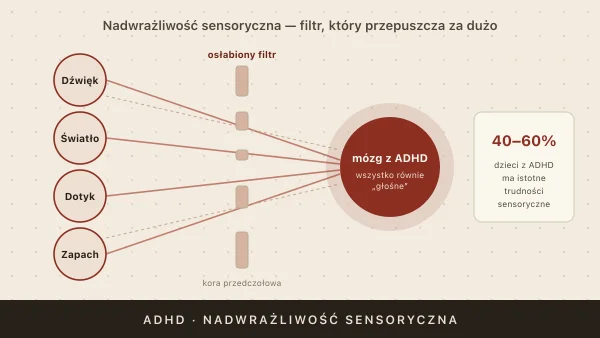 Nadwrażliwość sensoryczna w ADHD — dźwięki, światło, dotyk i zapachy