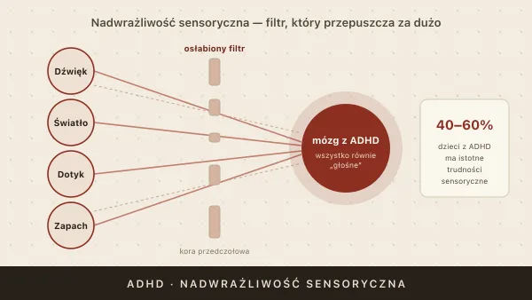 Nadwrażliwość sensoryczna w ADHD — dźwięki, światło, dotyk i zapachy