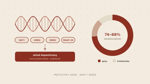 ADHD — przyczyny. Genetyka, mózg i czynniki ryzyka